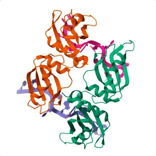 3D structure visualization of human microRNA-208a